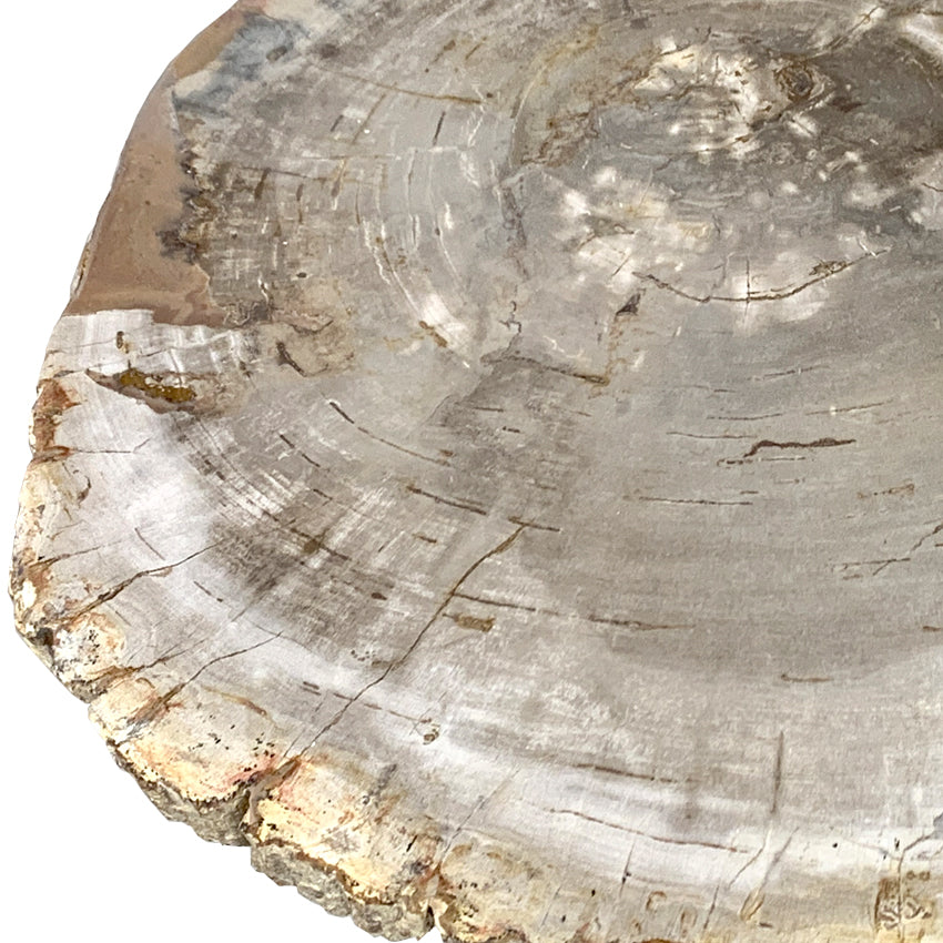 Box 14-1 -  Petrified Wood Top, Side Table, Top Only