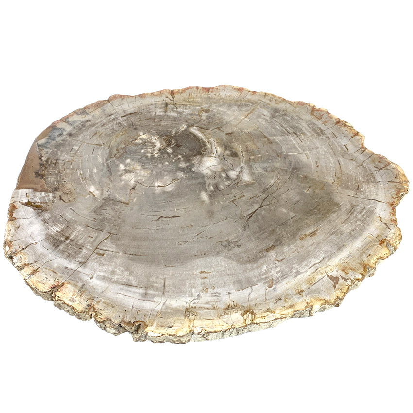 Box 14-1 -  Petrified Wood Top, Side Table, Top Only