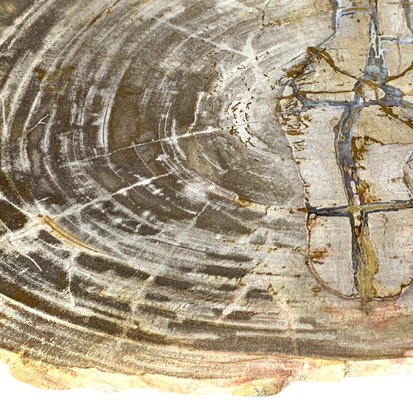 Box 15-2 -  Petrified Wood Top, Side Table, Top Only