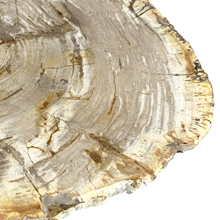 Box 16-1 -  Petrified Wood Top, Side Table, Top Only