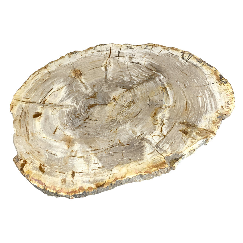 Box 16-1 -  Petrified Wood Top, Side Table, Top Only