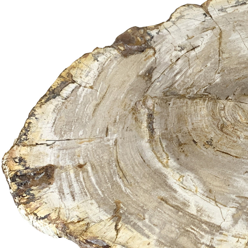 Box 16-2 - Petrified Wood Top, Side Table, Top Only