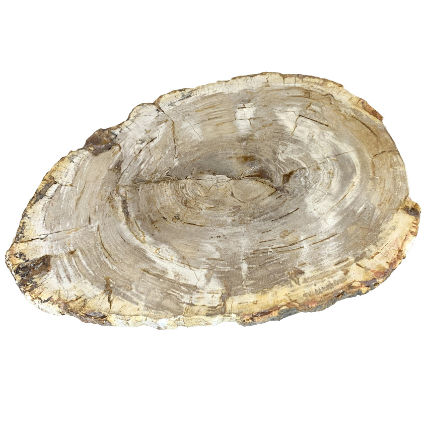 Box 16-2 - Petrified Wood Top, Side Table, Top Only